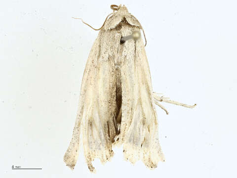 Image of Noctuinae