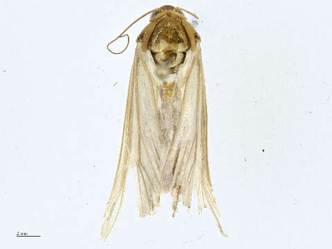 Image of Noctuinae