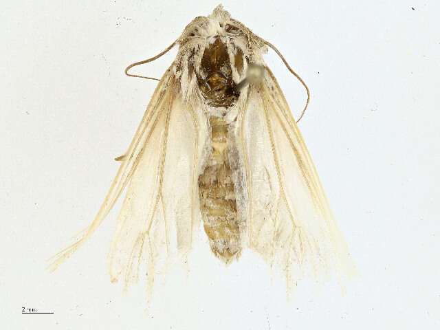 Image of Noctuinae