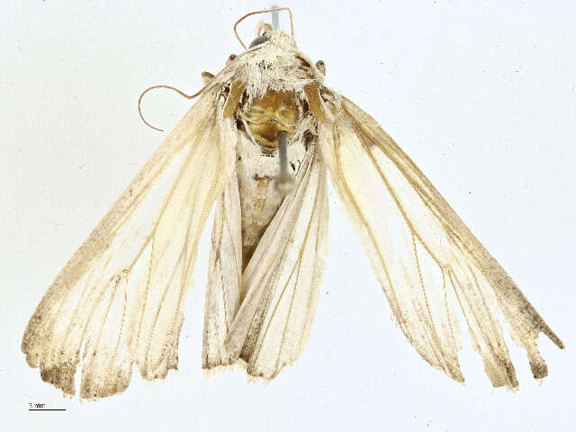 Image of Noctuinae