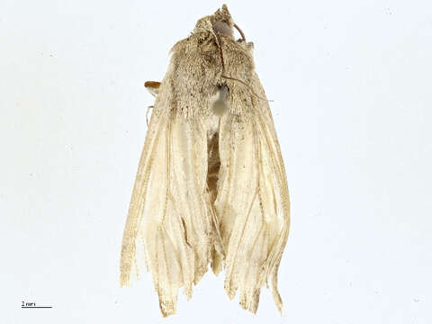 Image of Noctuinae