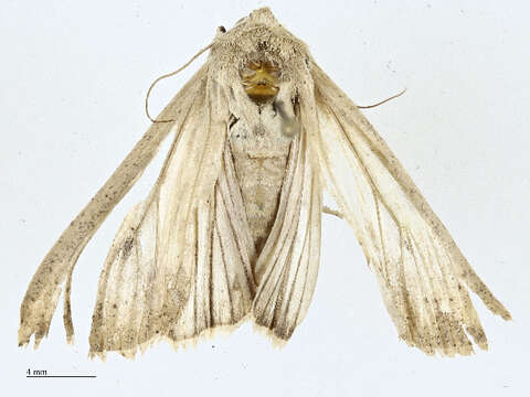 Image of Noctuinae