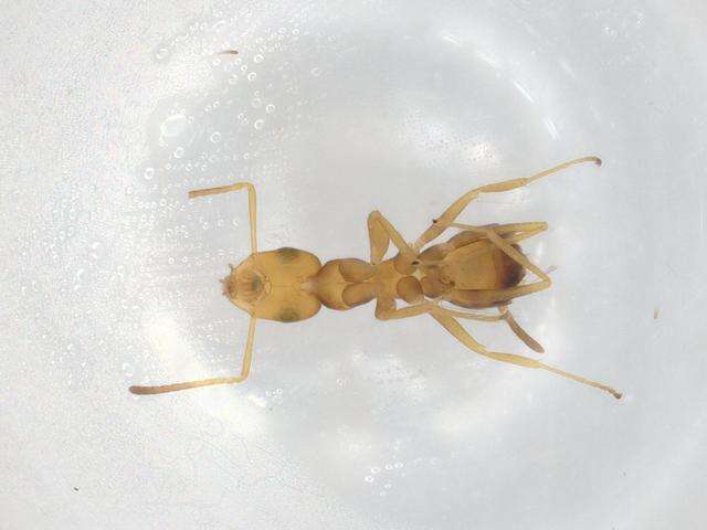 Image of Tapinolepis