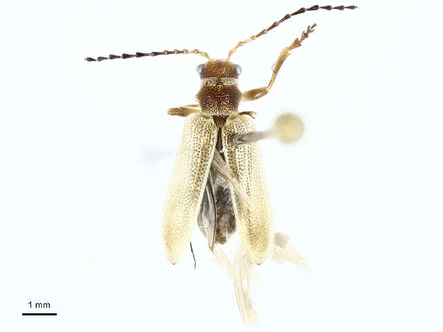 Image of Syneta simplex J. L. Le Conte 1857