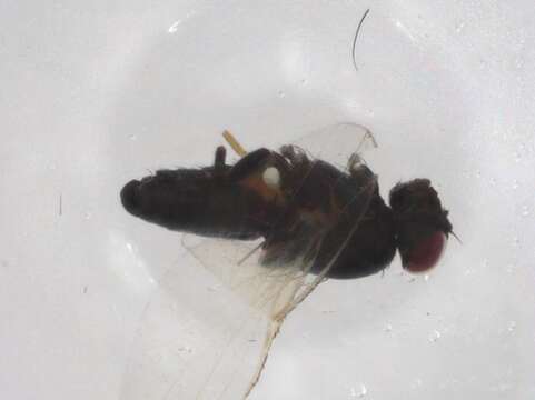 Image of Hemeromyia