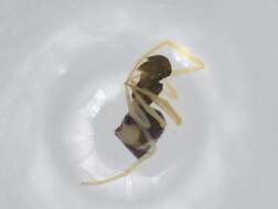 صورة Coleosoma