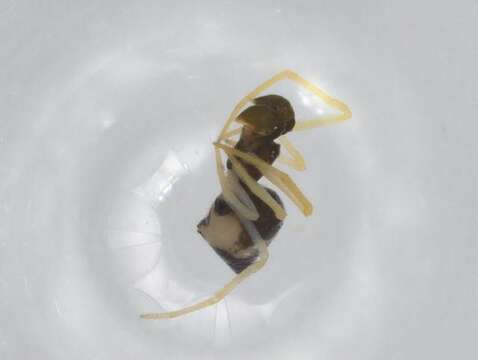 Image of Coleosoma