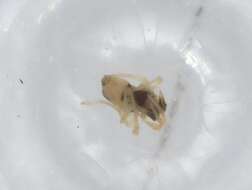 صورة Coleosoma