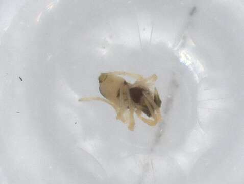 صورة Coleosoma