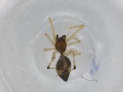 صورة Coleosoma