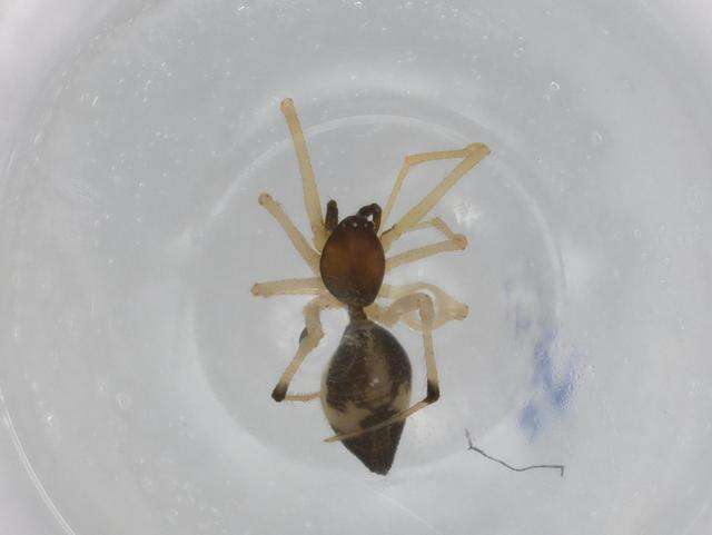 Image of Coleosoma