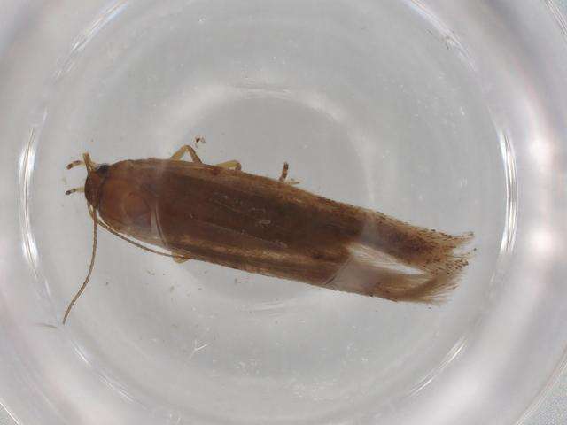 Image of Ochrodia