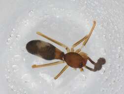 صورة Coleosoma