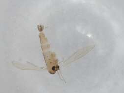 Image of Sergentomyia babu (Annandale 1910)