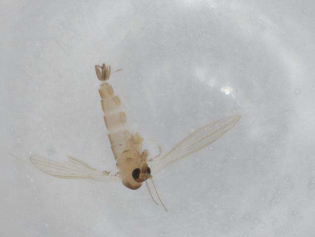 Image of Sergentomyia babu (Annandale 1910)