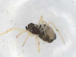 صورة Coleosoma