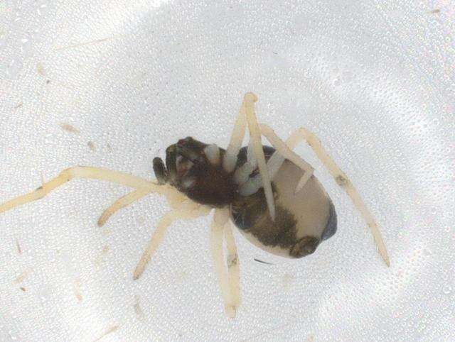 صورة Coleosoma