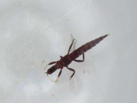 Image of Dolichothrips