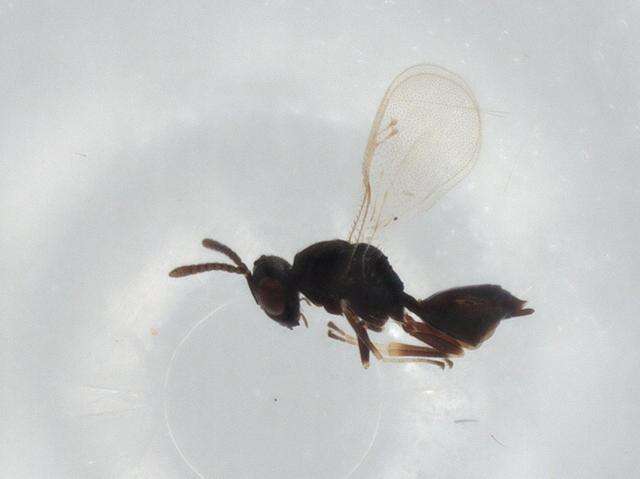 Image of Sphegigastrini