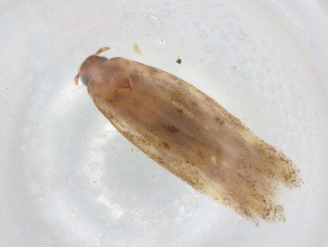 Image of Ochrodia