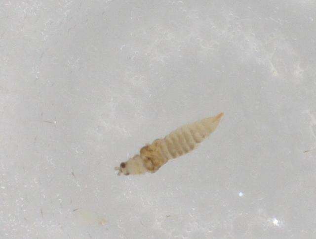 Image of Scolothrips