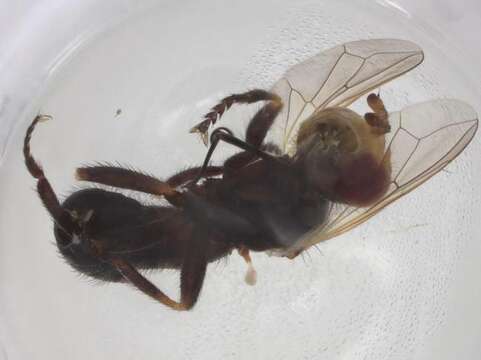 Image of Sicus