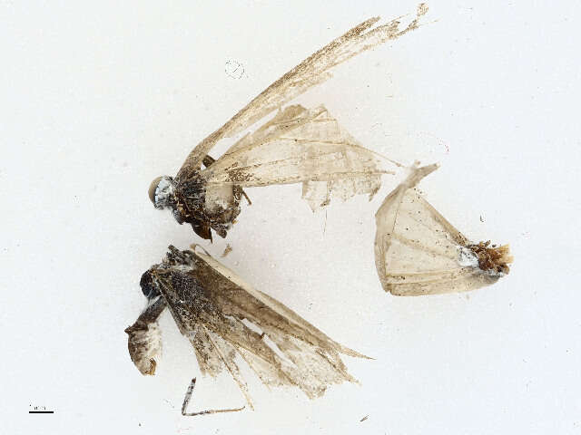 Image of Polyommatinae
