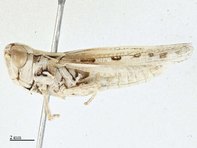 Image of Dociostaurus