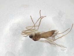 Image of Wood Midges