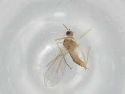 Image of Wood Midges