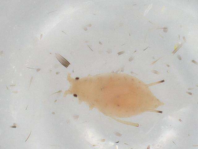 Image of Delphiniobium