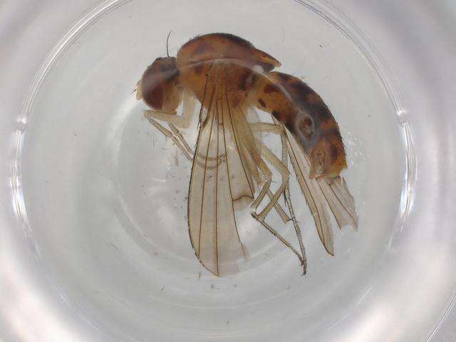 Image of quasimodo flies