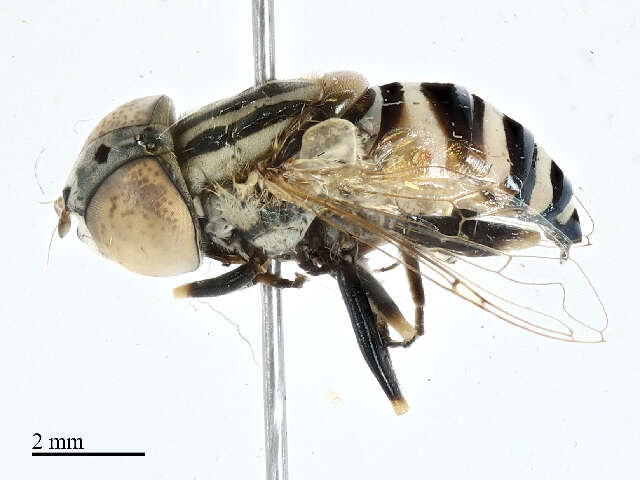 Image of Eristalini