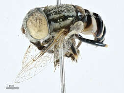 Image of Eristalini