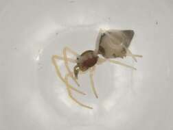 صورة Coleosoma