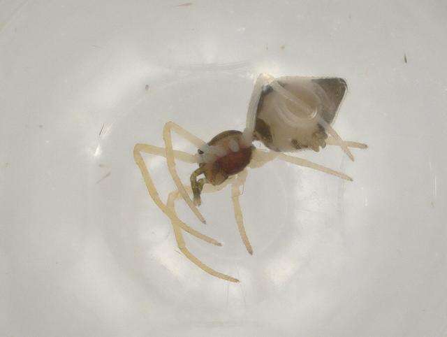 صورة Coleosoma