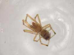 صورة Coleosoma