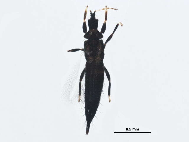 Image of Liothrips