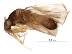 Image of Ceratocombinae