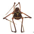 Image of Cynortinae Mello-Leitão 1933