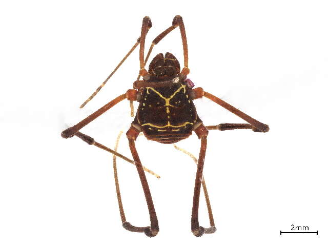 Image of Cynortinae Mello-Leitão 1933