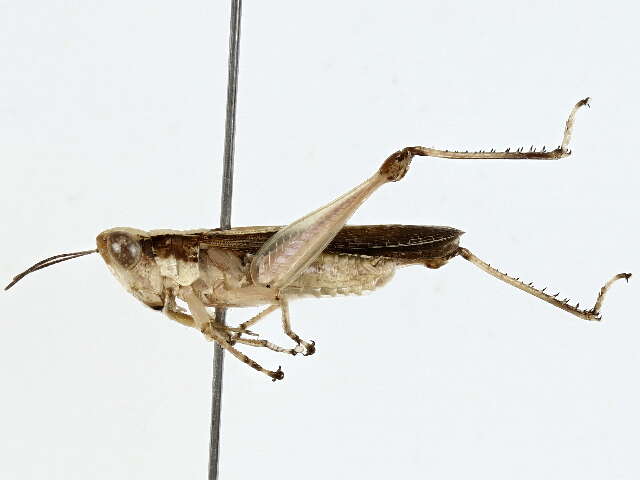 Image of Orphulella