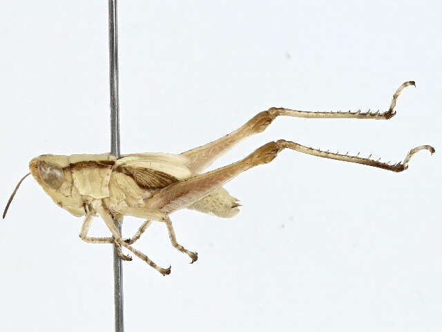 Image of Orphulella