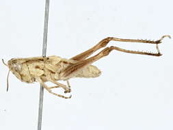 Image of Orphulella