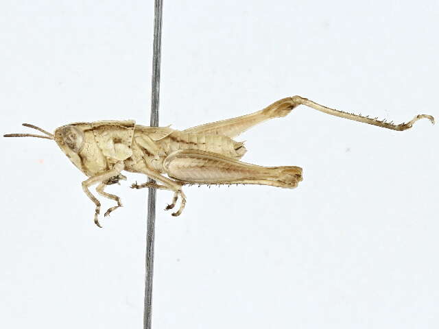 Orphulella resmi