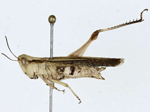 Image of Orphulella