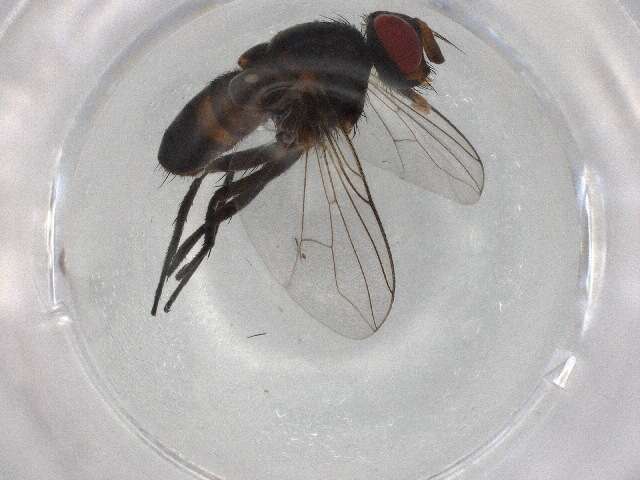 Image of Phantasiomyia