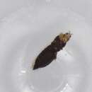 Image of Ankothrips