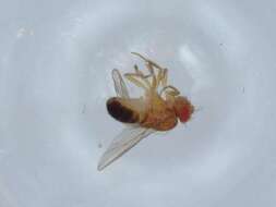 Imagem de Scaptodrosophila