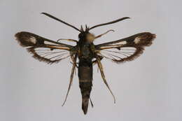 Image of Pyropteron